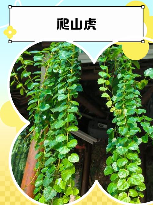爬墙梯上墙:爬山虎爬墙动画演示