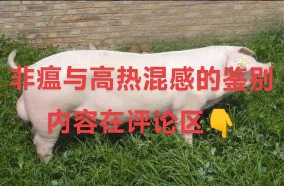 发过PED的猪还会复发嘛:猪发烧好了,老复发怎么回事