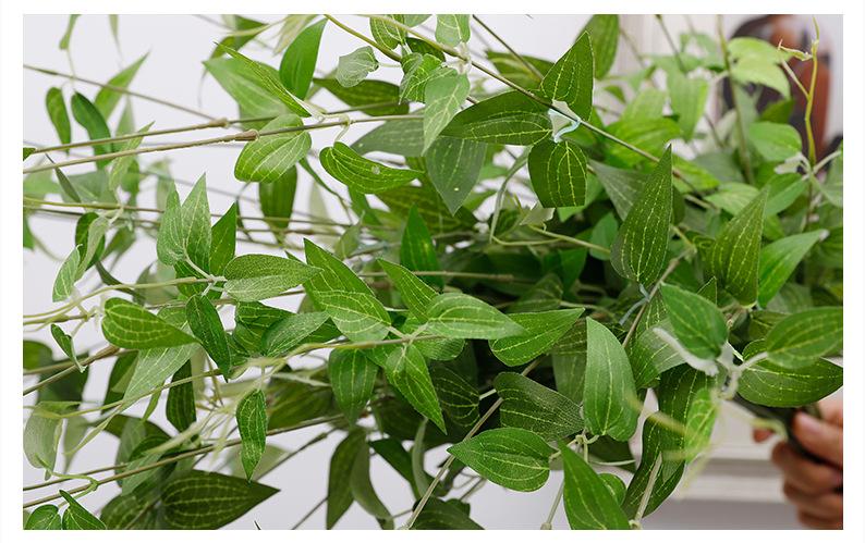 《宿舍》txl金银花下载的简单介绍