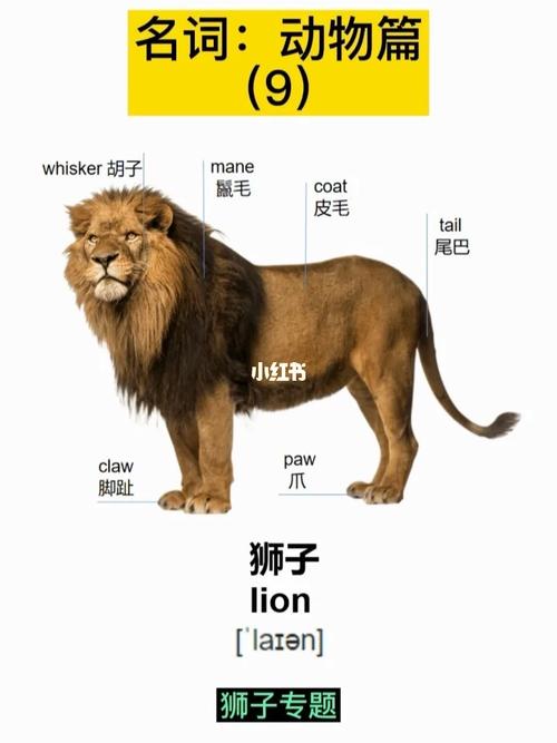 lion怎么读英语音标:lion的英语怎么读语音