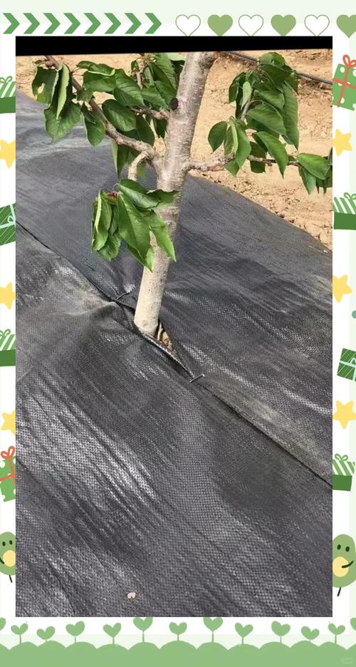 果园防草布多少钱一米价格:果园用防草布好?还是除草布好?