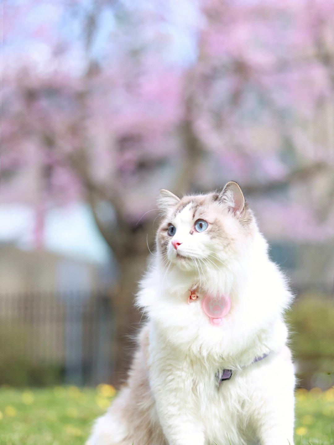 樱花猫梯子-永久翻国外梯子windows